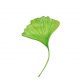 ginkgo-4470987_640 ginkgo-4470987_640